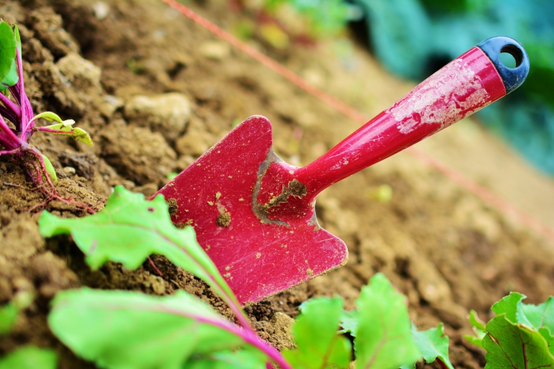 sasu-LA SEYNE SUR MER-min_gardening-2448134